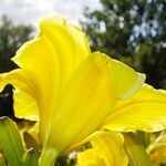 Hemerocallis lilioasphodelus Flower