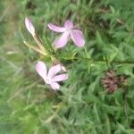 Saponaria officinalisFlower