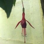 Fuchsia magellanicaBloem