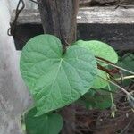 Ipomoea purpurea Fuelha