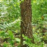 Quercus stellata Bark