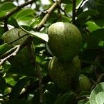 Annona glabraഫലം