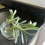 Hertia cheirifolia List