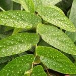Begonia × albopicta Leaf