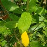 Brunfelsia americana ഇല
