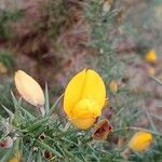 Ulex galliiΛουλούδι