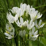 Triteleia hyacinthina Fleur