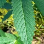 Cannabis sativa Leaf