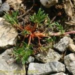 Potentilla multifida Other