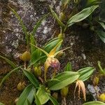 Bulbophyllum lobbii Květ