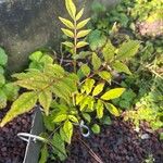 Zanthoxylum bungeanum Leaf