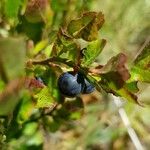 Vaccinium myrtillus Plod