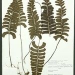 Lindsaea falcata Folha