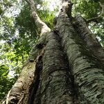 Gilletiodendron kisantuense Bark