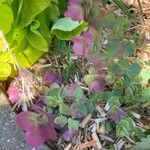 Origanum rotundifolium Leaf