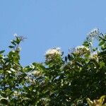 Hymenaea courbaril Flower