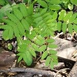 Sorbus aucupariaYaprak