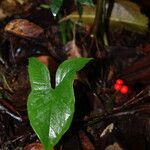Arophyton rhizomatosum 形態