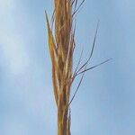 Tenaxia disticha Λουλούδι