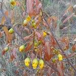 Ochna pulchra Flor