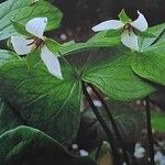 Trillium erectum 花