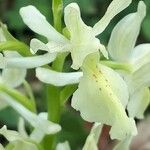 Orchis provincialis Kwiat