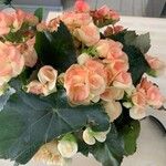 Begonia tuberhybrida Цветок