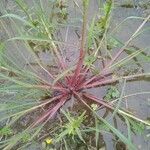 Echinochloa crus-galli Ліст