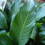 Spathiphyllum wallisii Blatt