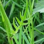 Crepis biennis Leaf