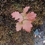 Quercus nigra Лист