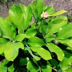 Paeonia daurica Leaf