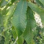 Aesculus pavia Frunză