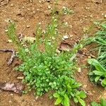 Cardamine hirsutaফুল