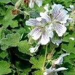 Geranium renardii Habit