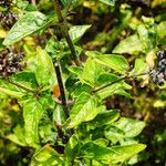 Origanum vulgare Leaf