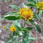 Pallenis spinosa Flower