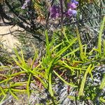Trichostema lanatum Hábito
