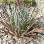 Agave polianthiflora Hábito