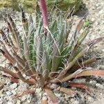 Agave polianthiflora Habit