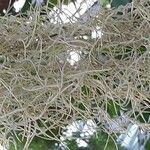 Tillandsia usneoides Levél