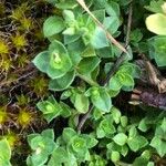 Cerastium semidecandrum Hoja