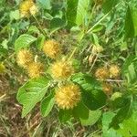 Cyathula uncinulata Frucht