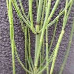 Equisetum palustreBlad