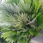 Chamaerops humilis Folha