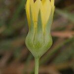 Blackstonia imperfoliata Cvet