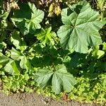 Malva parviflora葉