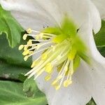 Helleborus niger Flower