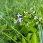 Priva lappulacea Blomma