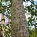 Ligustrum japonicum Bark